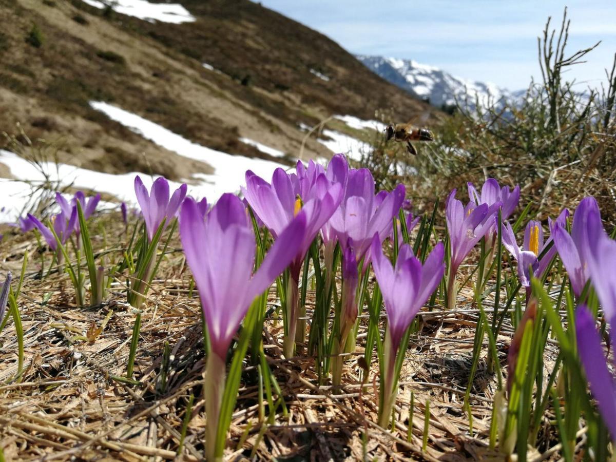 Holiday Flat Daniela, Hippach Im Zillertal Bagian luar foto